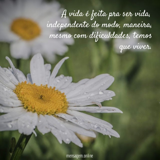 A vida é feita pra ser vida