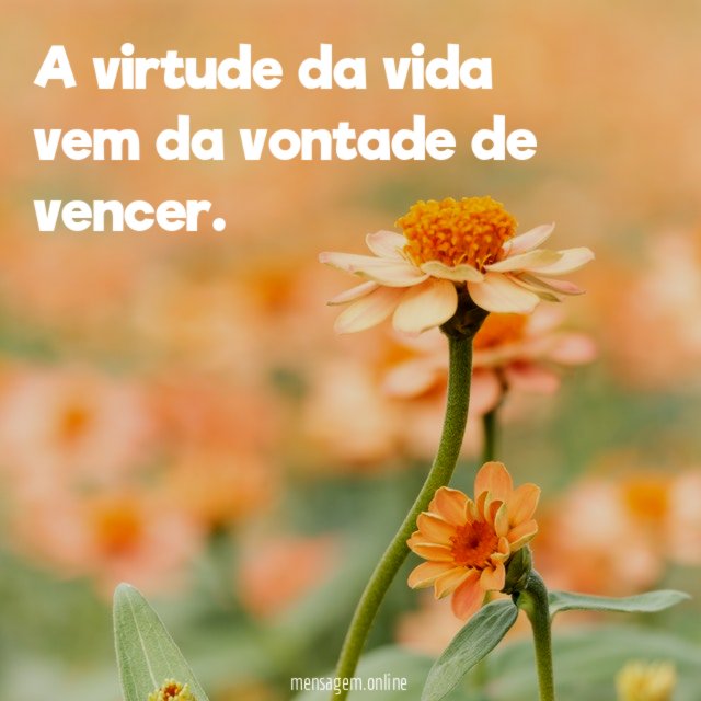 A virtude da vida vem da vontade de vencer