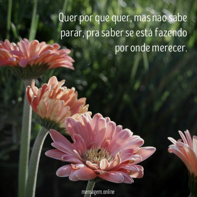 Quer por que quer