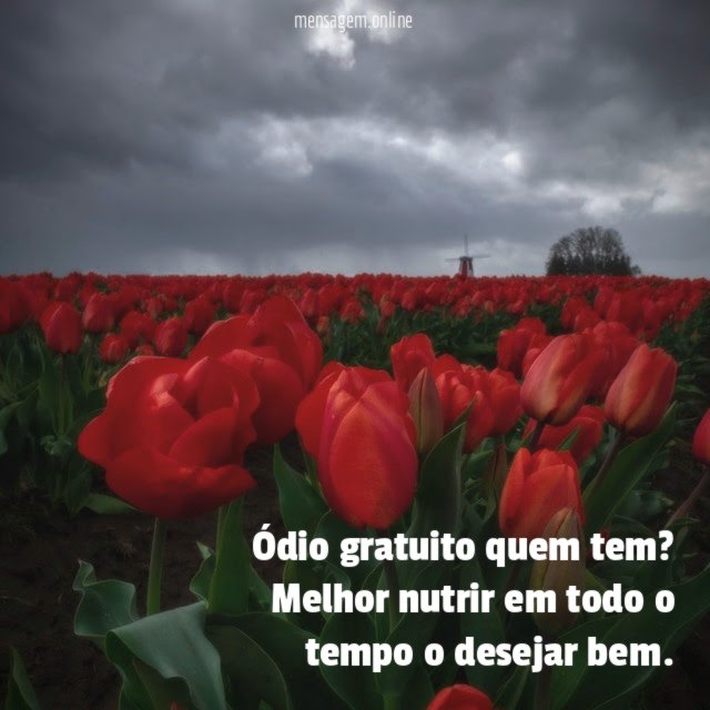 Ódio gratuito quem tem