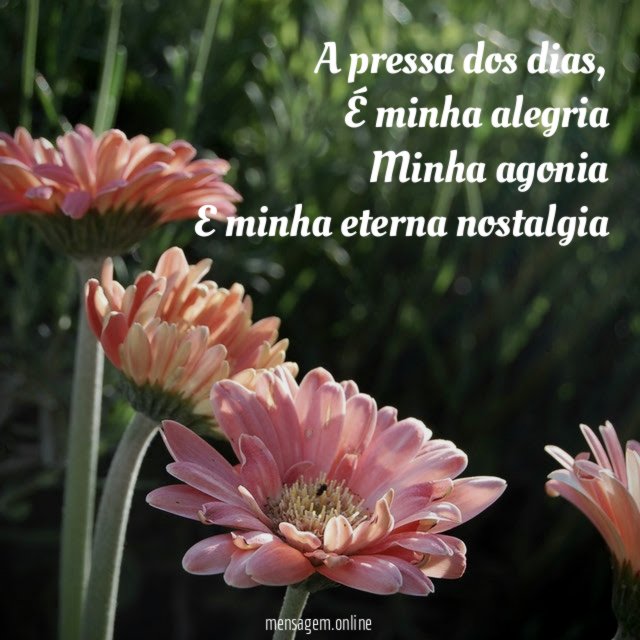 A pressa dos dias