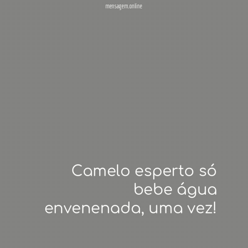 Camelo esperto só bebe água envenenada