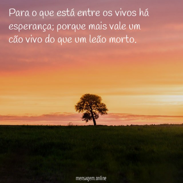 Para o que está entre os vivos há esperança