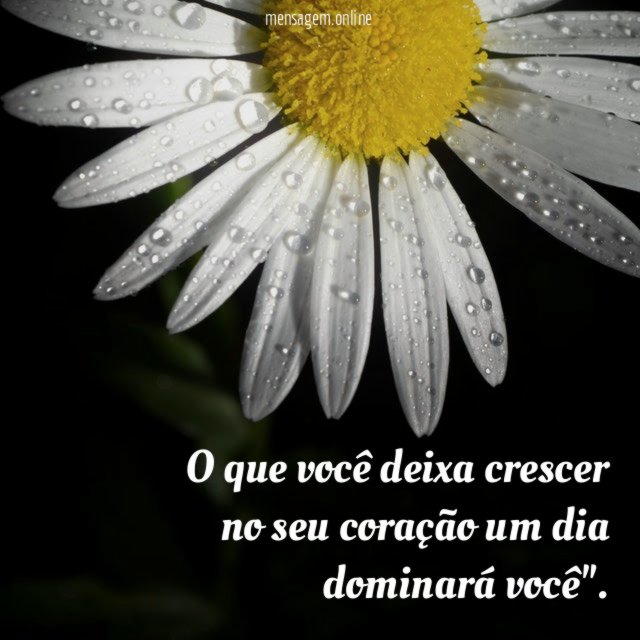 O que você deixa crescer no seu coração