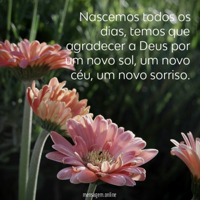 Nascemos todos os dias