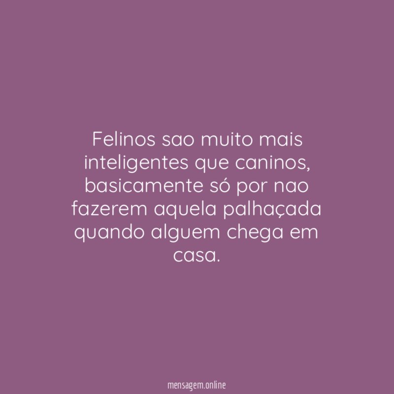 Felinos sao muito mais inteligentes que caninos