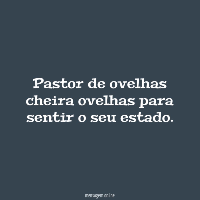 Pastor de ovelhas cheira ovelhas para sentir o seu estado