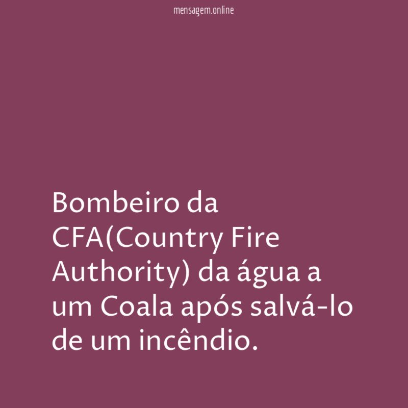 Coala com sede