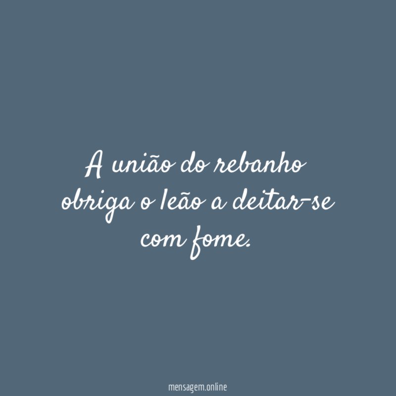 A união do rebanho obriga o leão a