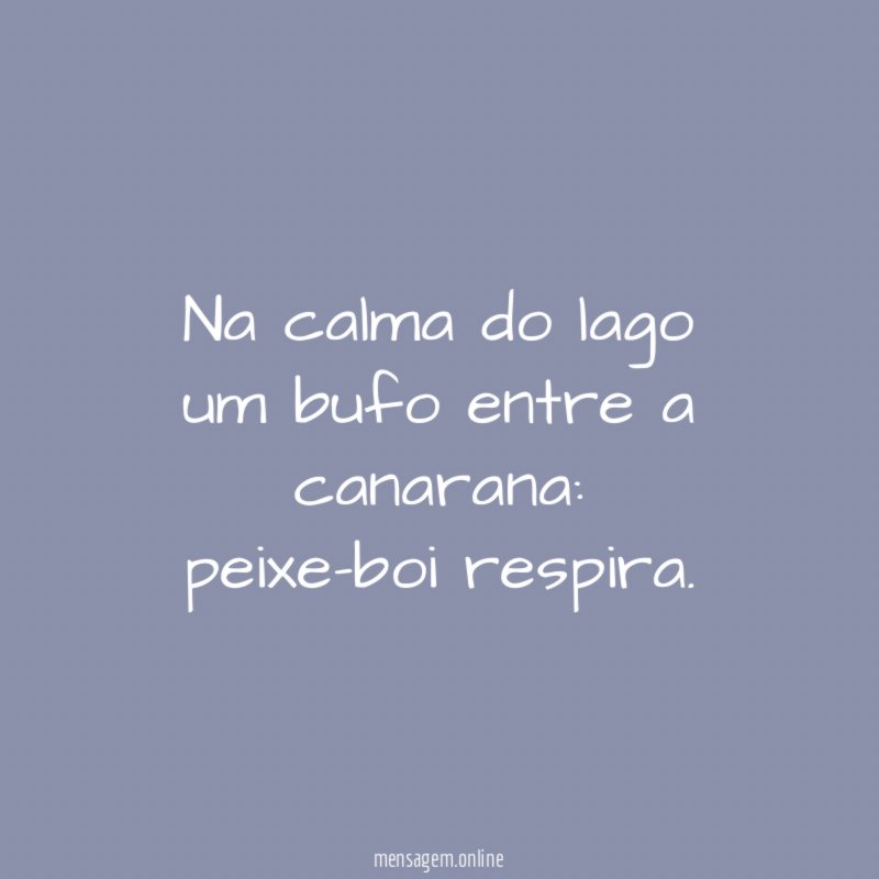 Na calma do lago um bufo entre a canarana