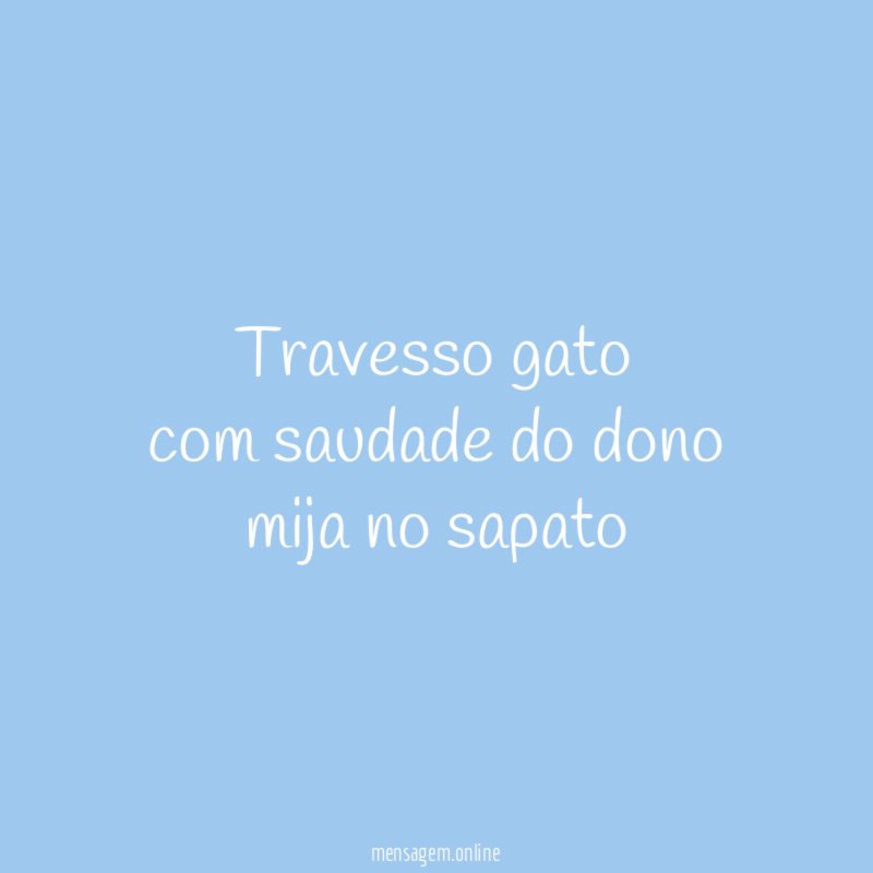 travesso gato com saudade do dono mija no sapato