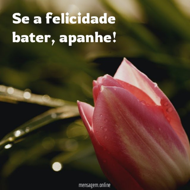 Se a felicidade bater