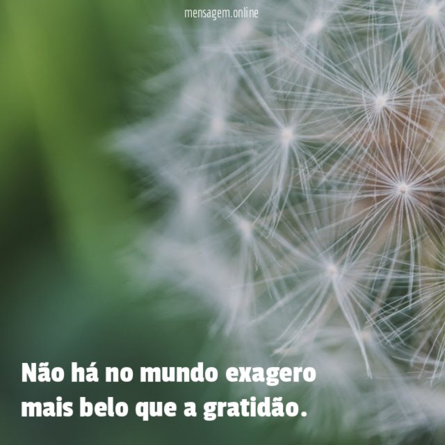 Não há no mundo exagero mais belo que a gratidão