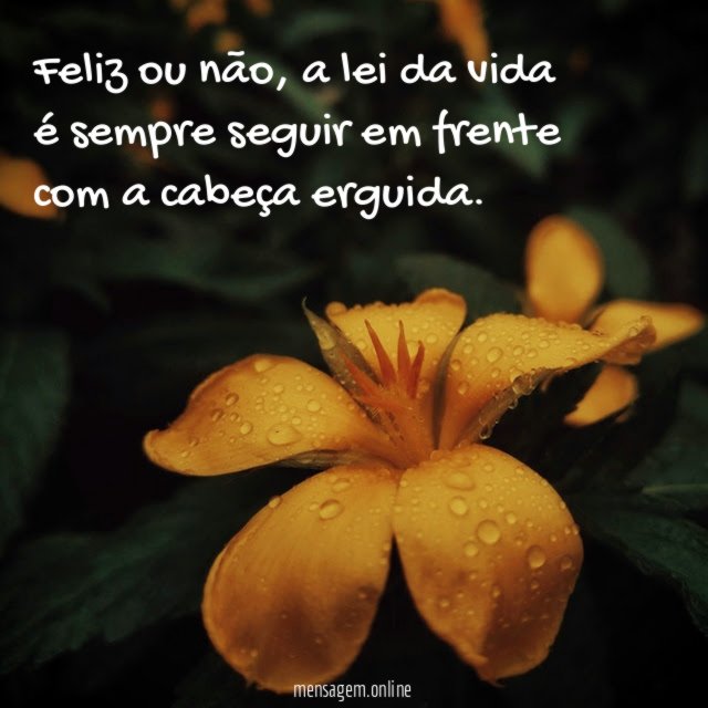 Feliz ou não