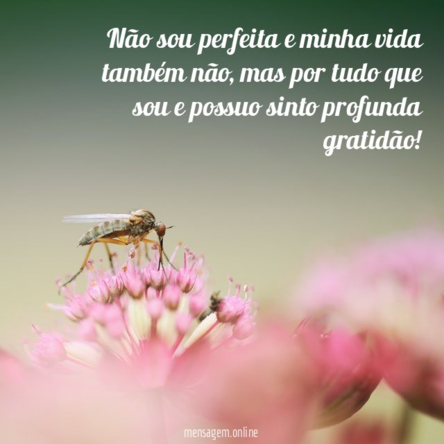 Não sou perfeita e minha vida também não
