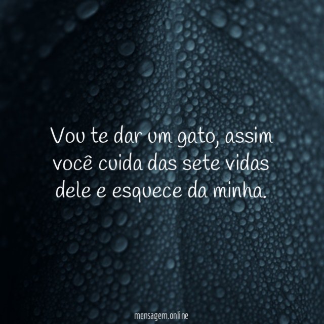 Vou te dar um gato