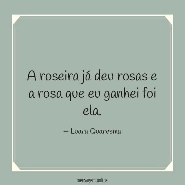 A roseira já deu rosas