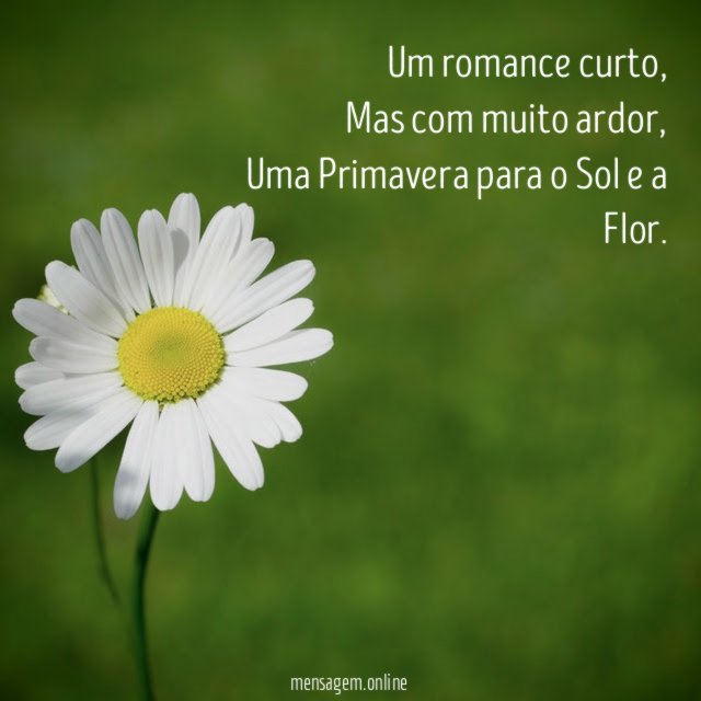 Um romance curto